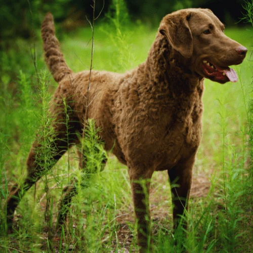 Chesapeake Bay Retriever