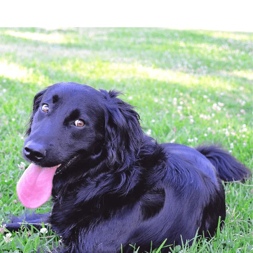 Flat-Coated Retriever