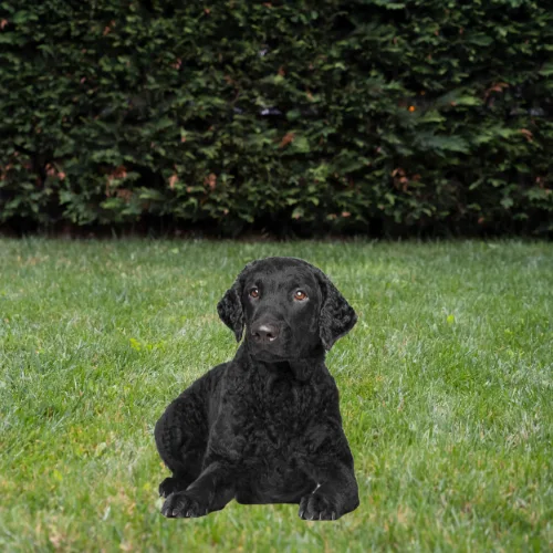 curly- coated retriever
