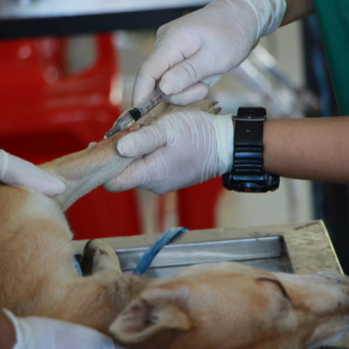 dog checkups
