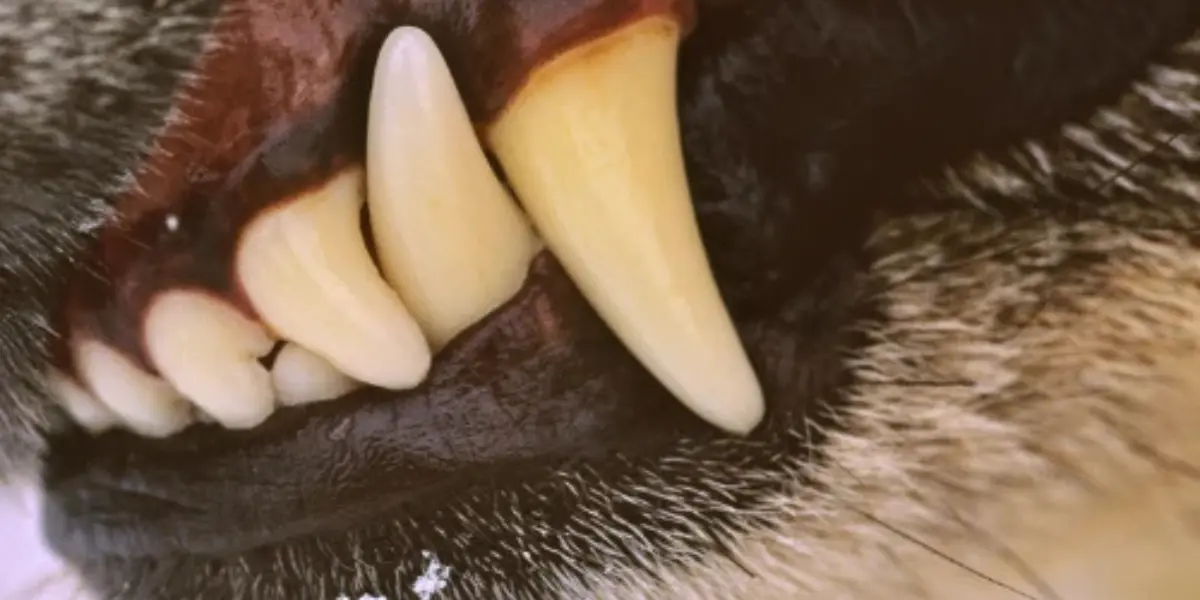 dog teeth