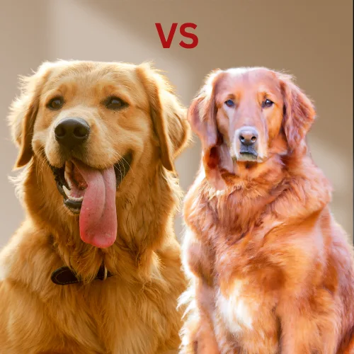 golden retriever vs red retriever