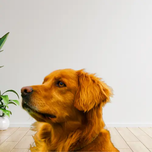 red golden retriever 