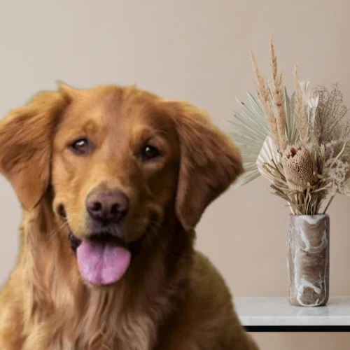 red golden retriever is sitting