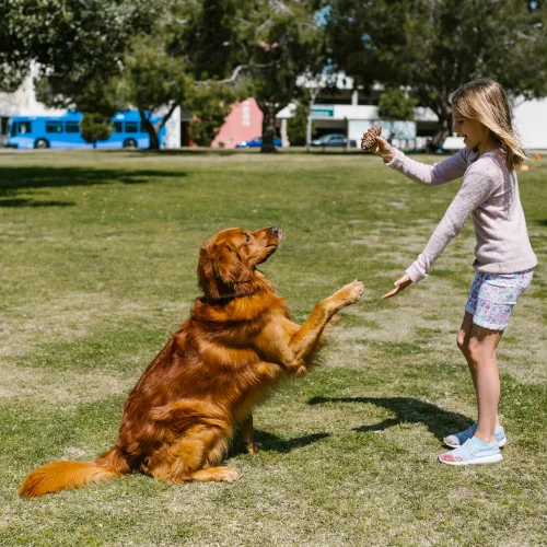 training red golden retriever