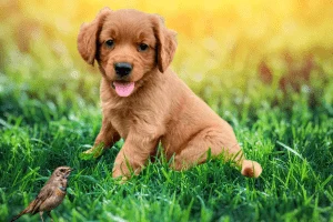 red golden retriever puppy