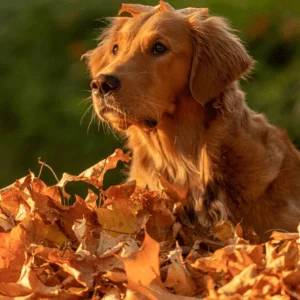 red retriever