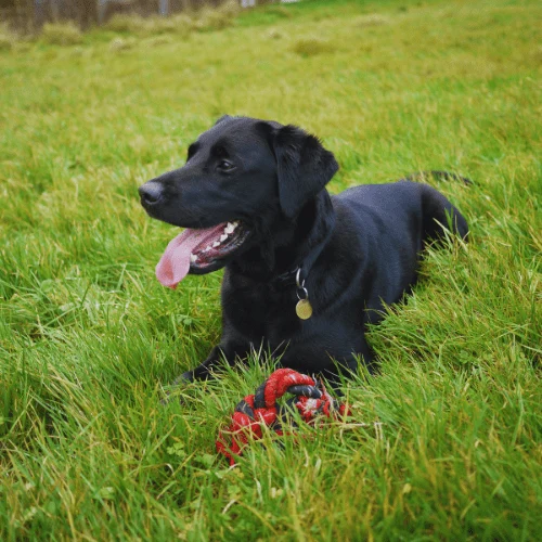 Labrador Retriever is sitting