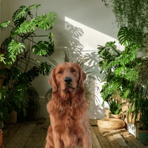 red golden retriever