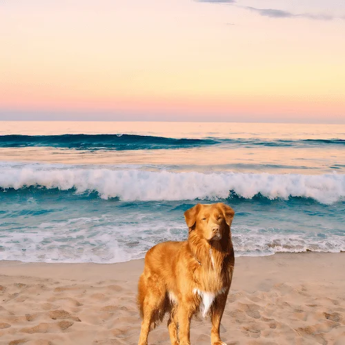 Nova Scotia Duck Tolling Retriever standing on sea