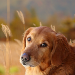 red retriever