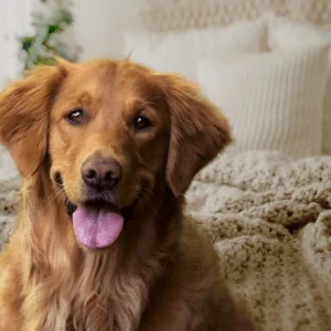 red golden retriever