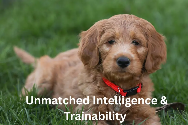 Unmatched Intelligence & Trainability