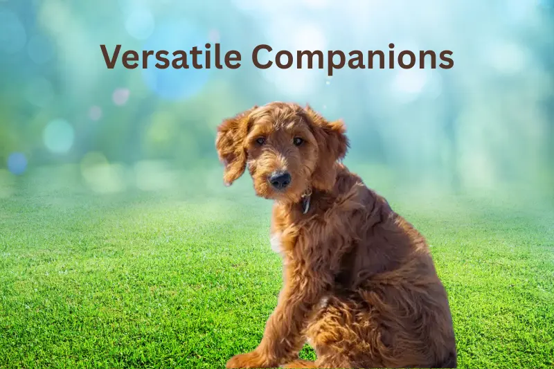 Versatile Companions
